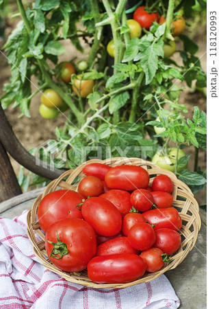 Tomato garden harvest 118120993