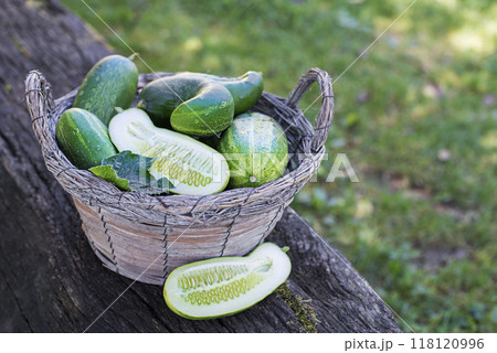 Cucumber 118120996
