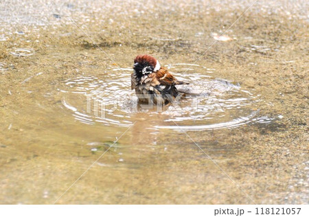 雨上がりの水たまりで水浴びするスズメ 雨上がりの水たまりで水浴びするスズメ 118121057