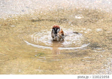雨上がりの水たまりで水浴びするスズメ 118121058