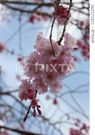 枝垂桜 ・*。❀ weeping cherry blossoms ❀ 。*・ 枝垂桜 ・*。❀ weeping cherry blossoms ❀ 。*・ 118121295