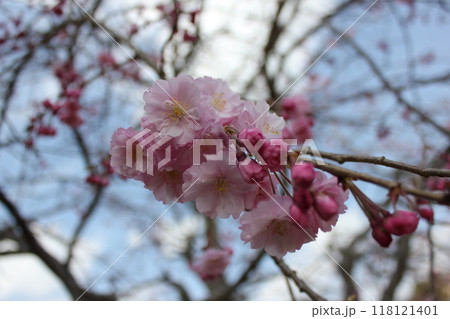 枝垂桜 ・*。❀ weeping cherry blossoms ❀ 。*・ 枝垂桜 ・*。❀ weeping cherry blossoms ❀ 。*・ 118121401