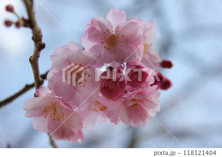 枝垂桜 ・*。❀ weeping cherry blossoms ❀ 。*・ 枝垂桜 ・*。❀ weeping cherry blossoms ❀ 。*・ 118121404