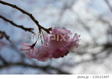 枝垂桜 ・*。❀ weeping cherry blossoms ❀ 。*・ 枝垂桜 ・*。❀ weeping cherry blossoms ❀ 。*・ 118121407