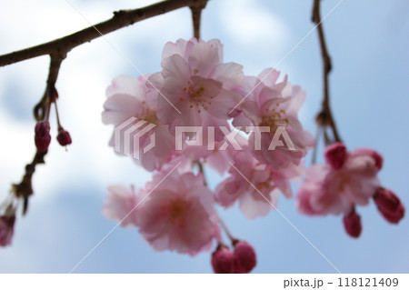 枝垂桜　　　　・*。❀ weeping cherry blossoms ❀ 。*・ 118121409