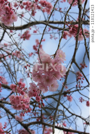 枝垂桜 ・*。❀ weeping cherry blossoms ❀ 。*・ 枝垂桜 ・*。❀ weeping cherry blossoms ❀ 。*・ 118121413