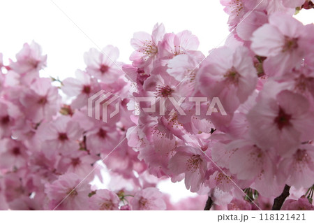 枝垂桜 ・*。❀ weeping cherry blossoms ❀ 。*・ 枝垂桜 ・*。❀ weeping cherry blossoms ❀ 。*・ 118121421