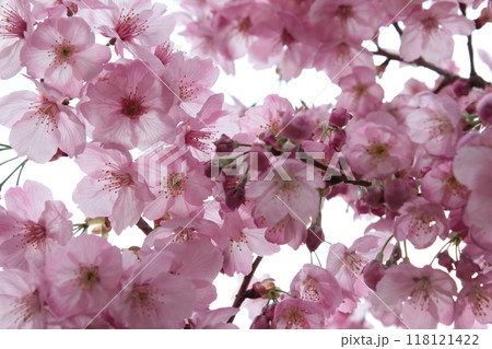 枝垂桜 ・*。❀ weeping cherry blossoms ❀ 。*・ 枝垂桜 ・*。❀ weeping cherry blossoms ❀ 。*・ 118121422