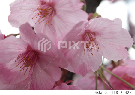 枝垂桜 ・*。❀ weeping cherry blossoms ❀ 。*・ 枝垂桜 ・*。❀ weeping cherry blossoms ❀ 。*・ 118121428