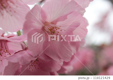 枝垂桜 ・*。❀ weeping cherry blossoms ❀ 。*・ 枝垂桜 ・*。❀ weeping cherry blossoms ❀ 。*・ 118121429
