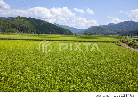 夏の田園風景 鳥取県 郡家町 118121465
