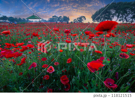 A view full of red poppies in a riverside field. and red poppies in the morning at the water park near the Han River at Namyangju-si, South Korea. 118121515