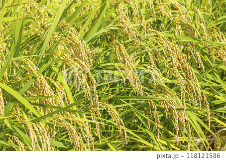 秋の収穫時期を迎えた稲 118121586