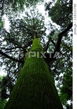 力強く伸びる大樹 118121780