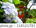 青い紫陽花 118121781