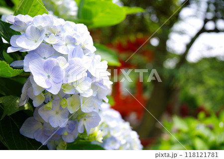 青い紫陽花 118121781