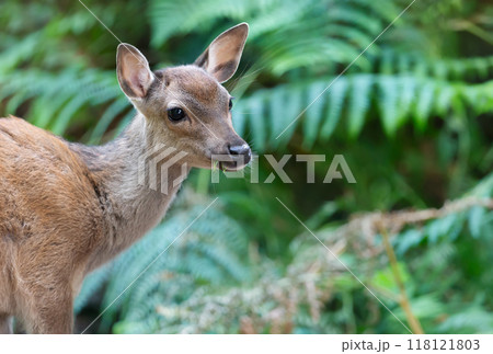 Portrait of a curious sika deer female eating grass in the forest Portrait of a curious sika deer female eating grass in the forest 118121803
