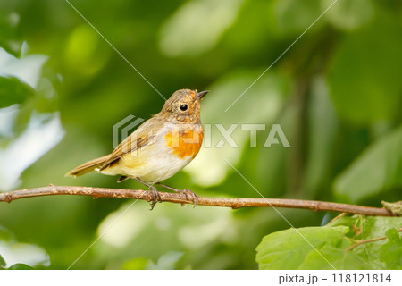 Portrait of European robin chick perching on a tree branch against colourful background 118121814