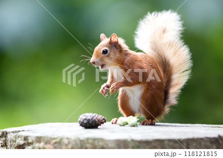 Portrait of a cute red squirrel eating nuts on a tree stump 118121815