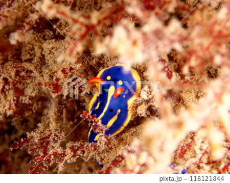 鮮やかなアオウミウシ 118121844