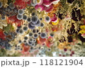 ドライフラワー 118121904