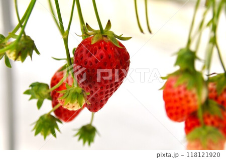 いちご 118121920
