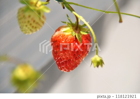 いちご 118121921