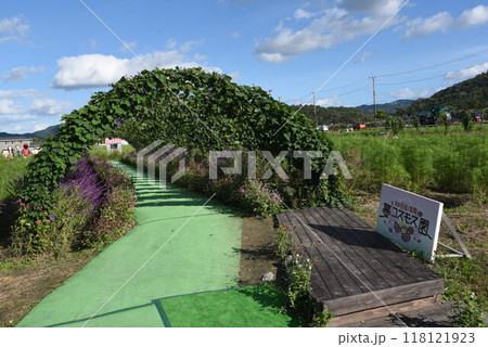 夢コスモス園 亀岡 あさがおトンネル 夢コスモス園 亀岡 あさがおトンネル 118121923