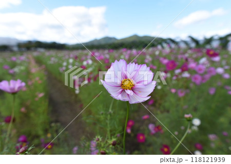 夢コスモス園 亀岡 コスモス 夢コスモス園 亀岡 コスモス 118121939