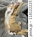 シンクロした体制で眠る二匹の子猫 118122225