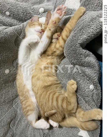 シンクロした体制で眠る二匹の子猫 シンクロした体制で眠る二匹の子猫 118122225