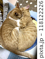 磁石のようにピッタリくっついて眠る2匹の子猫 118122226