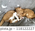 仲良く眠る二匹の子猫 118122227