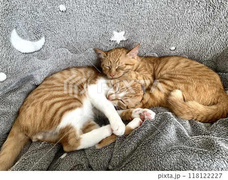 仲良く眠る二匹の子猫 仲良く眠る二匹の子猫 118122227
