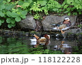 オシドリのオスが水辺で休憩している 118122228