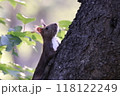 木を登ろうとしているエゾリス 118122249