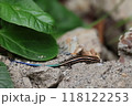 葉っぱの下から現れた青い尻尾の二ホントカゲ 118122253