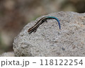 綺麗な青い尻尾の二ホントカゲ 118122254