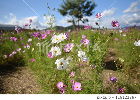 夢コスモス園 亀岡 コスモスと木 夢コスモス園 亀岡 コスモスと木 118122267