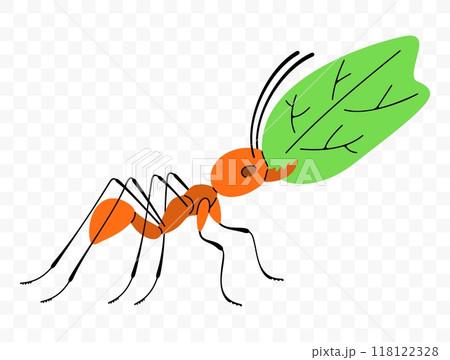 Leafcutter ant move along a trail with leaf, graphic design. Insects, animals, nature, plants and leaves, vector design and illustration 118122328