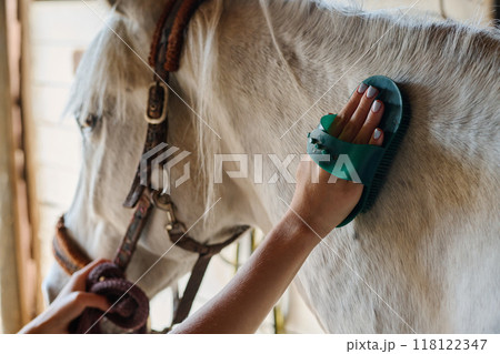 Grooming Horse with Brush in Barn Stall Grooming Horse with Brush in Barn Stall 118122347