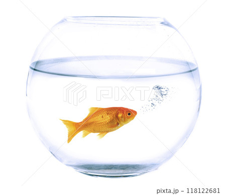 Carassius auratus and fishbowl in studio 118122681