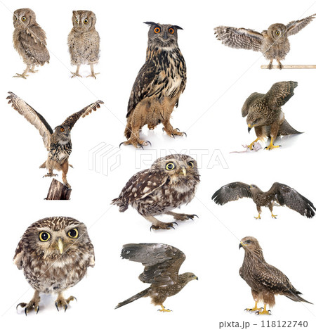bird of prey in Europe bird of prey in Europe 118122740