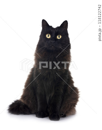 crossbred of maine coon 118122742