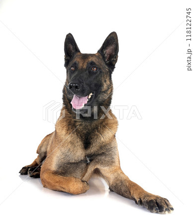 malinois in studio 118122745