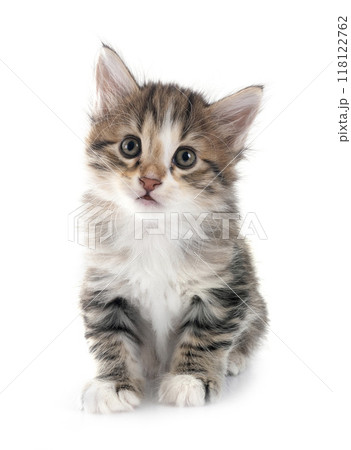 young Kurilian Bobtail in studio young Kurilian Bobtail in studio 118122762