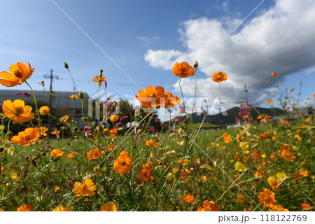 夢コスモス園 亀岡 赤色コスモスと空 夢コスモス園 亀岡 赤色コスモスと空 118122769