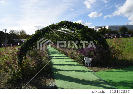 夢コスモス園　亀岡　あさがおトンネル　 118122827