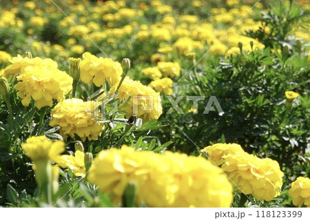黄色のマリーゴールド 118123399
