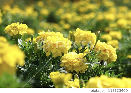 黄色のマリーゴールド 118123400